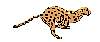 cheetah.gif