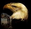 cryingeagle.jpg
